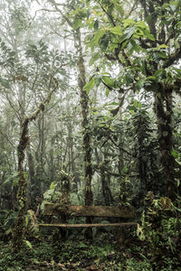 Trees in forest