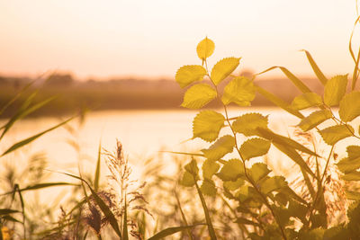 Reeds and branches of a bush in the foreground near a river in sunlight at sunset. 