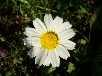 Close-up of white flower blooming outdoors