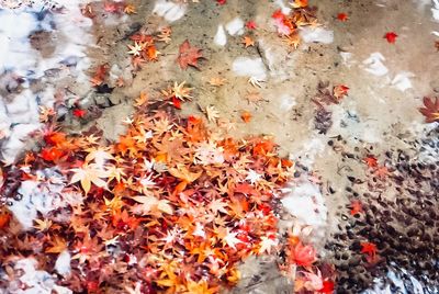 Full frame shot of maple leaves on water