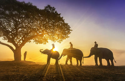 Silhouette men riding elephants against sky during sunset