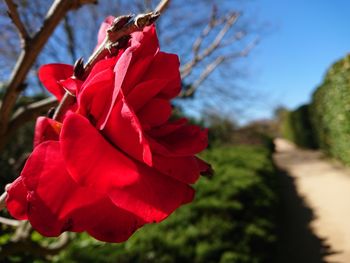 Close-up of red rose flower in park