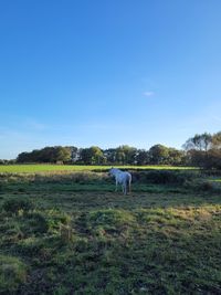 Scenic view of landscape against clear sky