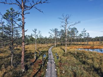 Panoramic shot of road amidst trees against sky