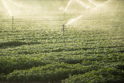 Photographic documentation of a plant for intensive cultivation of the basil plant