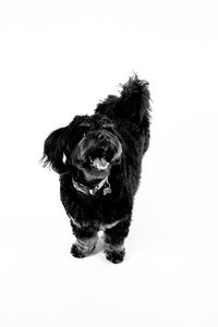 Small dog against white background