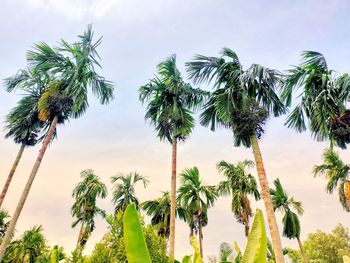 Low angle view of palm trees against sky