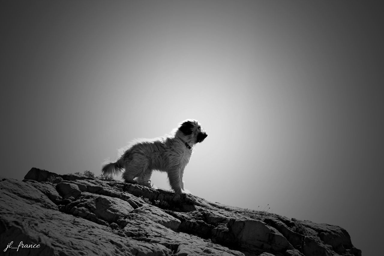 animal themes, one animal, clear sky, copy space, mammal, wildlife, animals in the wild, low angle view, full length, sitting, nature, rock - object, domestic animals, day, outdoors, looking away, no people, side view, pets, zoology