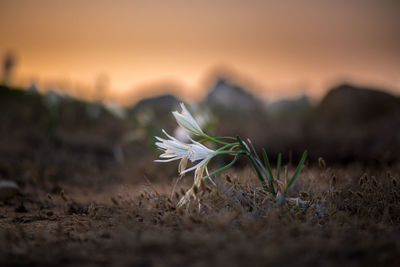 Plant growing on field at sunset