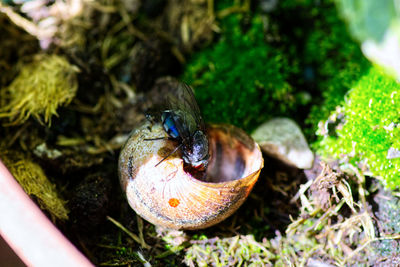 High angle view of a turtle