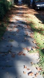 Road amidst grass