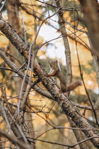 Squirrel on tree