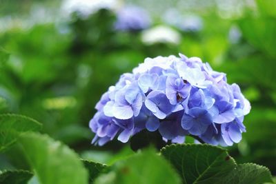 Close-up of purple hydrangea blue flower