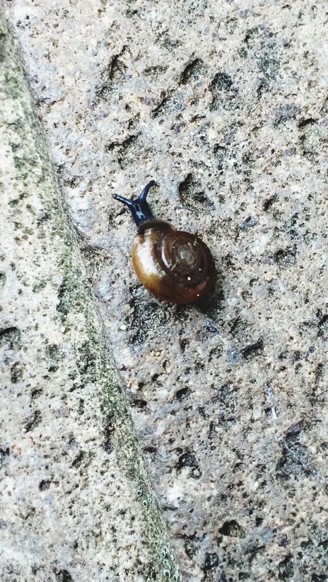 one animal, animal themes, animals in the wild, wildlife, high angle view, snail, insect, animal shell, nature, close-up, sunlight, ground, outdoors, full length, day, zoology, no people, sand, textured, selective focus