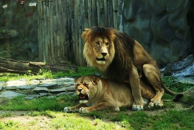 Lion relaxing on farm