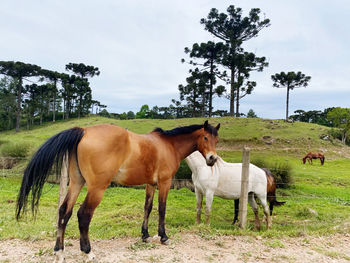 Horses standing in ranch