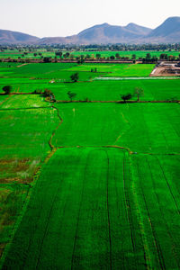 Scenic view of agricultural field