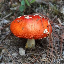 Close-up of mushroom growing on field