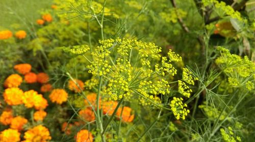 Close-up of flowers blooming in field