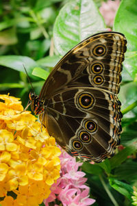 Close-up of butterfly pollinating on flower