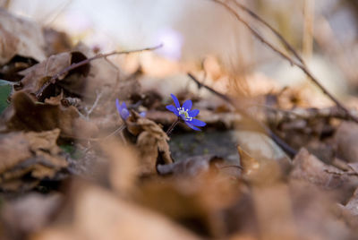 Close-up of purple flower on dry leaves