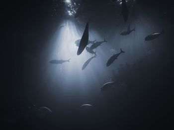 Silhouette fish swimming in sea