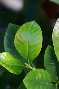 Close-up of green leaves