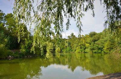 Scenic view of lake in forest against sky