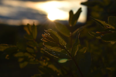 Close-up of plant against sky during sunset