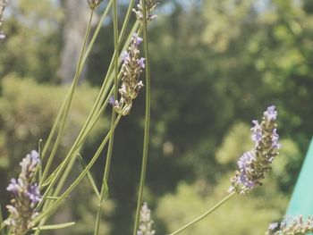 Close-up of purple flowers on grass