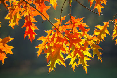 Close-up of maple leaves on branch