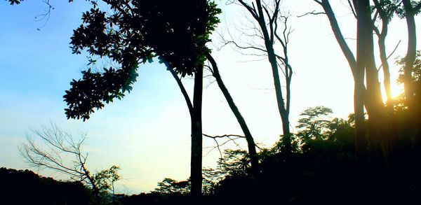 Low angle view of silhouette trees against sky during sunset