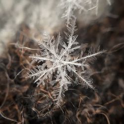 Close-up of snowflake on field