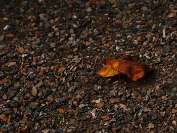 High angle view of maple leaves on street