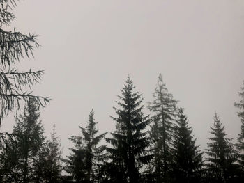 Low angle view of pine trees against sky during winter