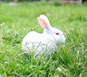 Rabbit on grassy field