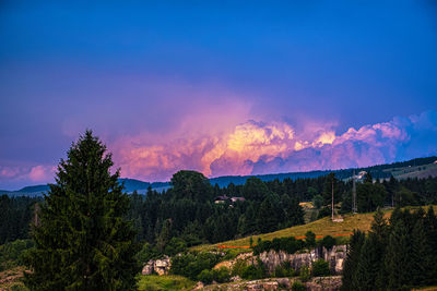 Scenic view of forest against sky during sunset