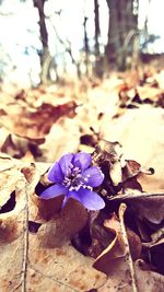 Close-up of purple flowers