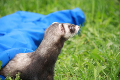 A domestic ferret playing in the grass with long blue tunnel toy. looking out of the tunnel