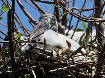 Low angle view of bird perching on tree