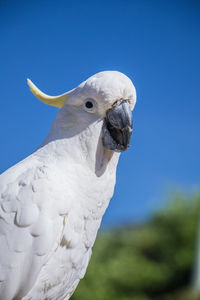 An australian white sulphur crested cockatoo in victoria