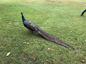 High angle view of peacock