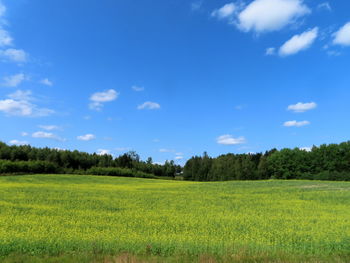 Scenic view of field against sky