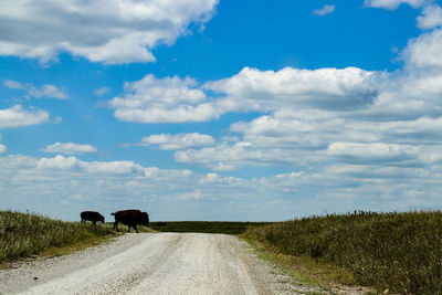 Cows on road by agricultural field against sky