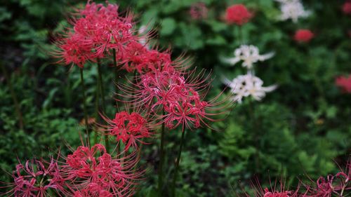 Close-up of pink flowers growing on plant