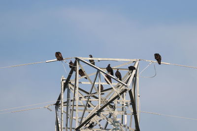 Low angle view of bird perching on cable against clear sky turkey vultures on power line