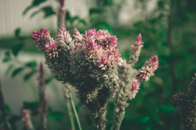 Close-up of pink flowering plants.backyard plants