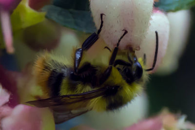 Close-up of insect on flower