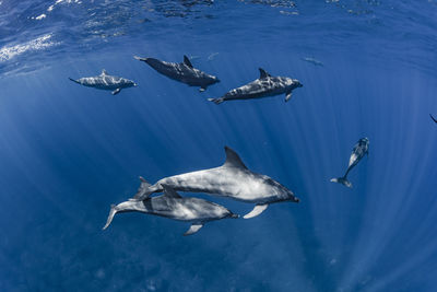 High angle view of fish swimming in sea