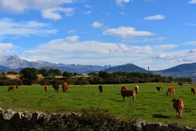 Horses grazing in a field